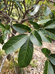 Lepisanthes tetraphylla