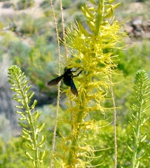 Xylocopa californica