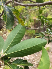 Lepisanthes tetraphylla