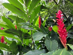 Alpinia purpurata