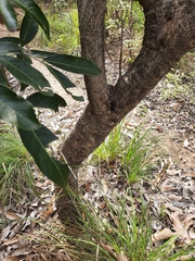 Lepisanthes tetraphylla