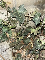 Hedera helix