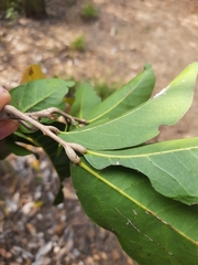 Lepisanthes tetraphylla