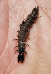 Archichauliodes diversus