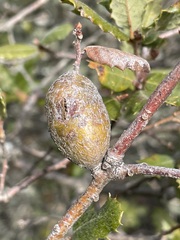 Andricus chrysolepidicola