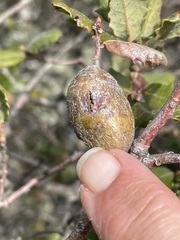 Andricus chrysolepidicola