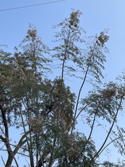 Moringa oleifera
