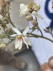 Moringa oleifera