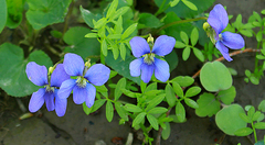 Viola cucullata