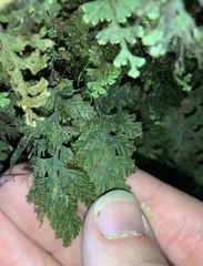 Hymenophyllum frankliniae