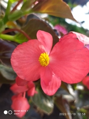 Begonia coccinea