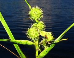 Sparganium americanum