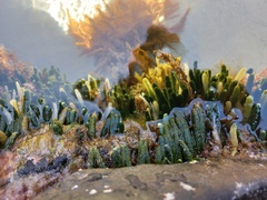 Caulerpa brownii