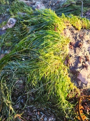 Phyllospadix scouleri