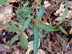 Quercus phellos