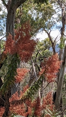Calomeria amaranthoides
