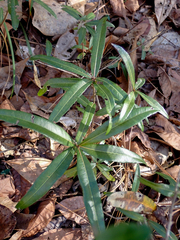 Quercus phellos