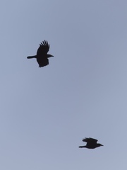 Corvus brachyrhynchos