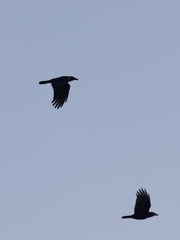 Corvus brachyrhynchos