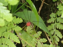 Leiobunum politum