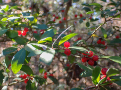 Ilex vomitoria