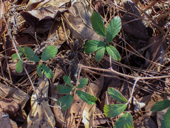 Rubus cuneifolius