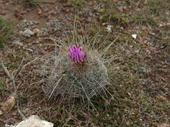Echinofossulocactus