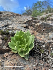 Dudleya brittonii