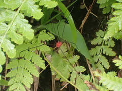 Leiobunum politum