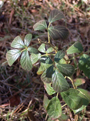 Rubus cuneifolius