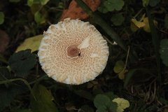 Lepiota clypeolaria
