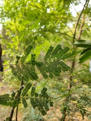 Vachellia planifrons