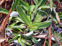 Gamochaeta americana