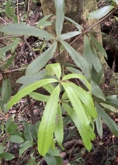 Ixerba brexioides