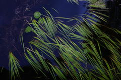 Sparganium fluctuans