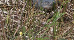 Aeschynomene pratensis