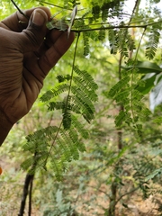 Vachellia planifrons