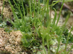 Anthoceros
