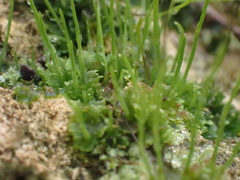 Anthoceros