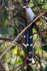 Phaenicophaeus tristis