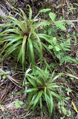 Dracophyllum