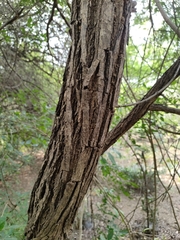 Vachellia planifrons