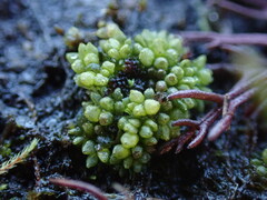 Sphaerocarpos texanus