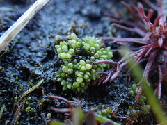 Sphaerocarpos texanus