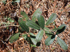 Rubus cuneifolius