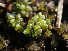 Sphaerocarpos texanus