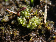 Sphaerocarpos texanus