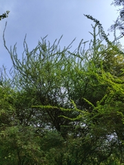 Vachellia planifrons