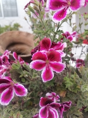 Clarkia speciosa