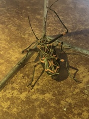 Acrocinus longimanus